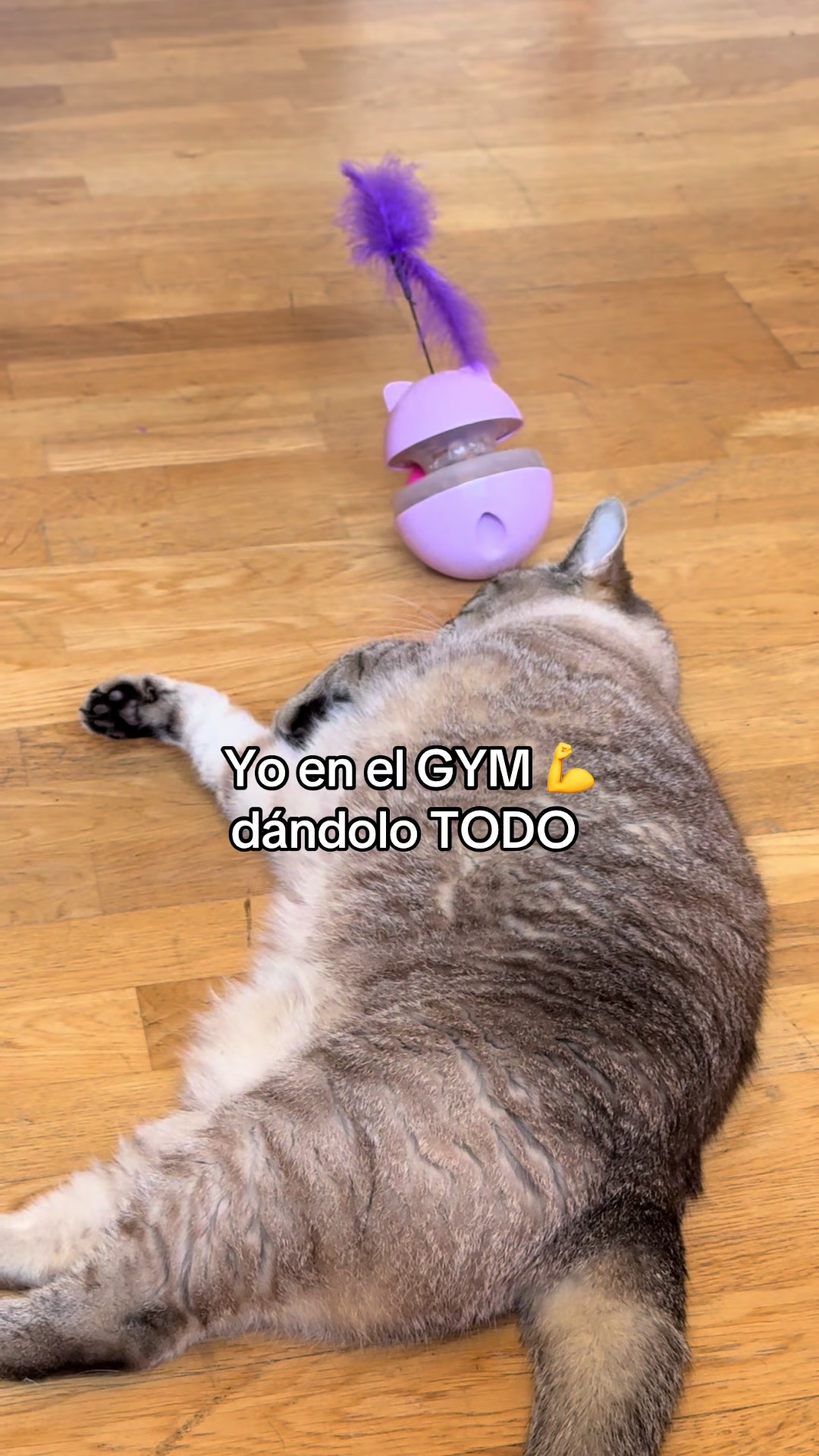 @chavelady