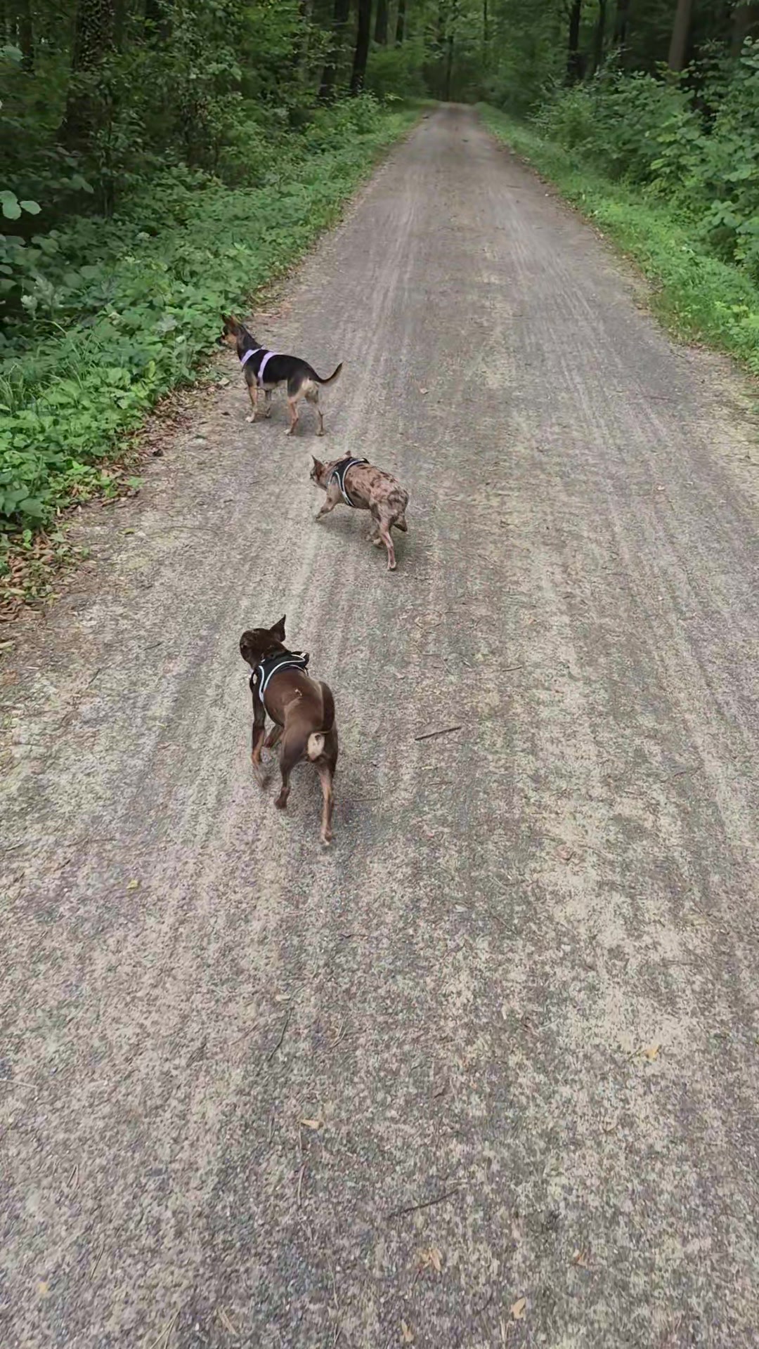 @SabrinaTeamWuffhaus🐕