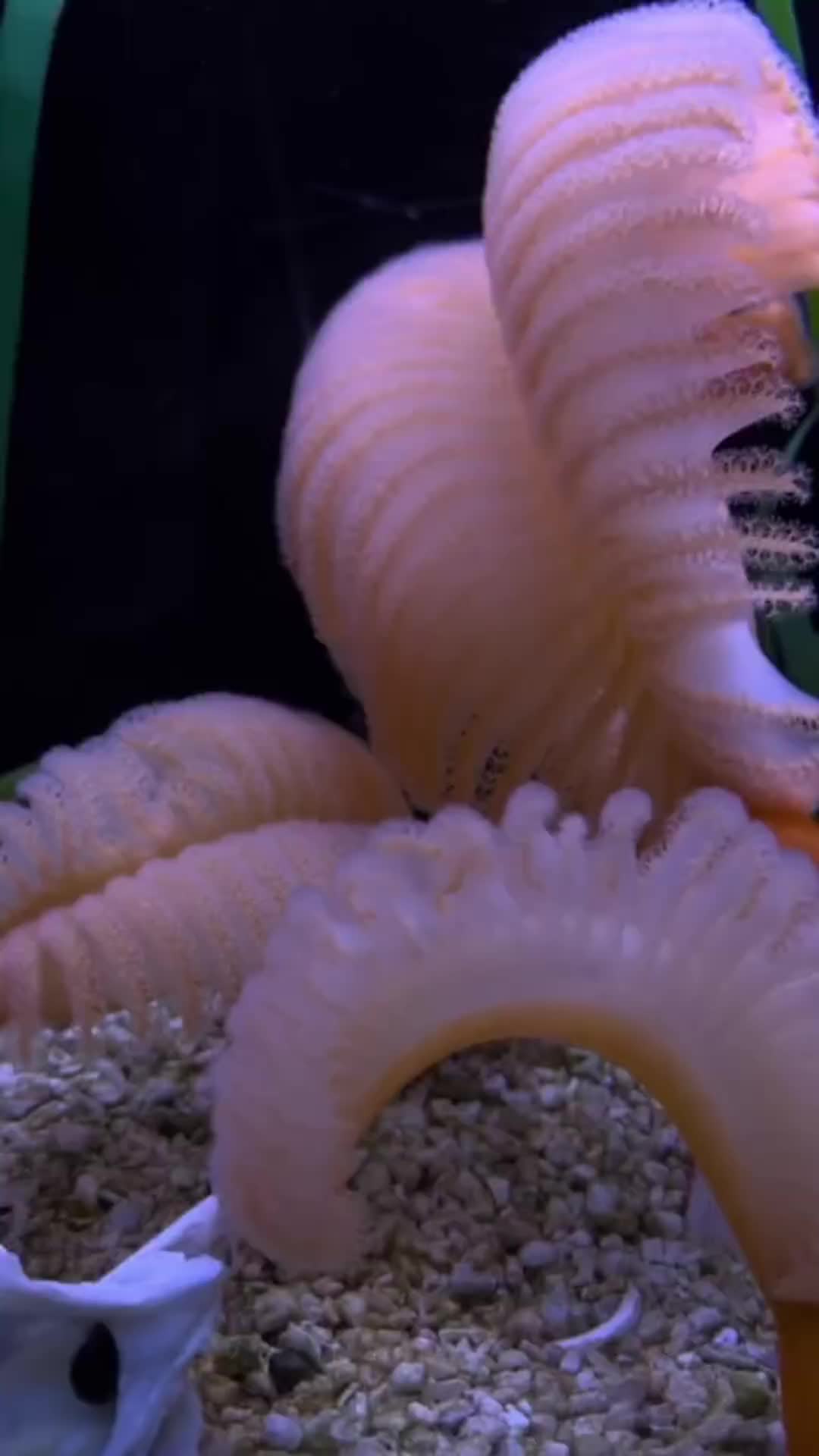 @San Antonio Aquarium