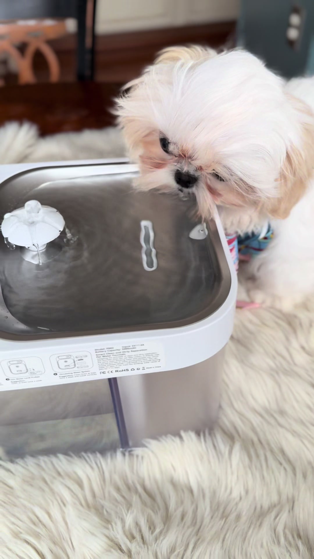 @Shih Tzu Puppies in Maryland