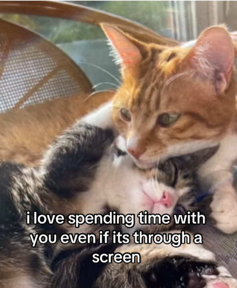 @the meow archive