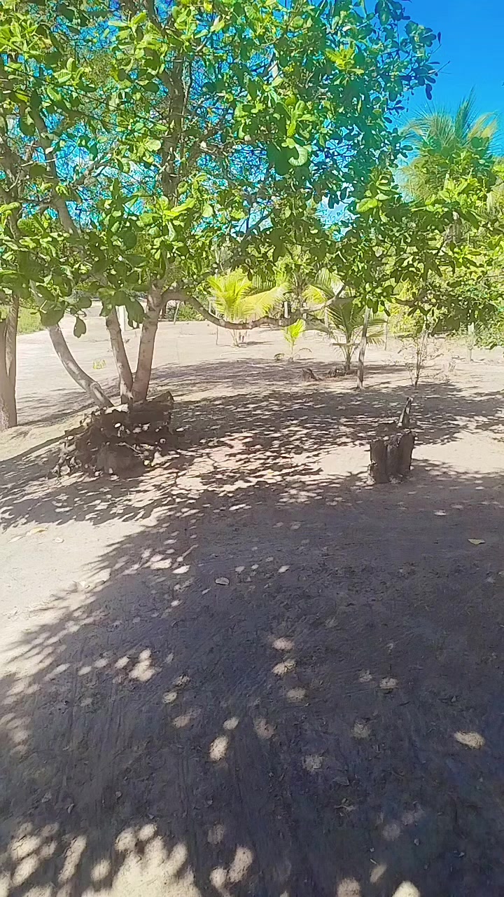 @Rosa De Sá