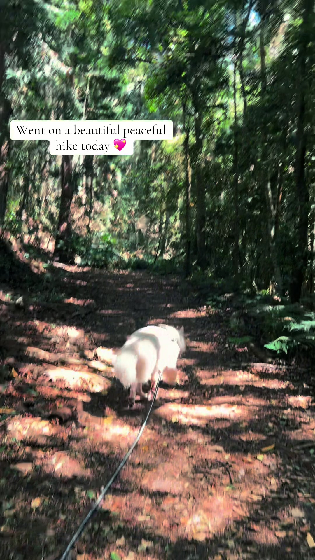 @Barksnbites