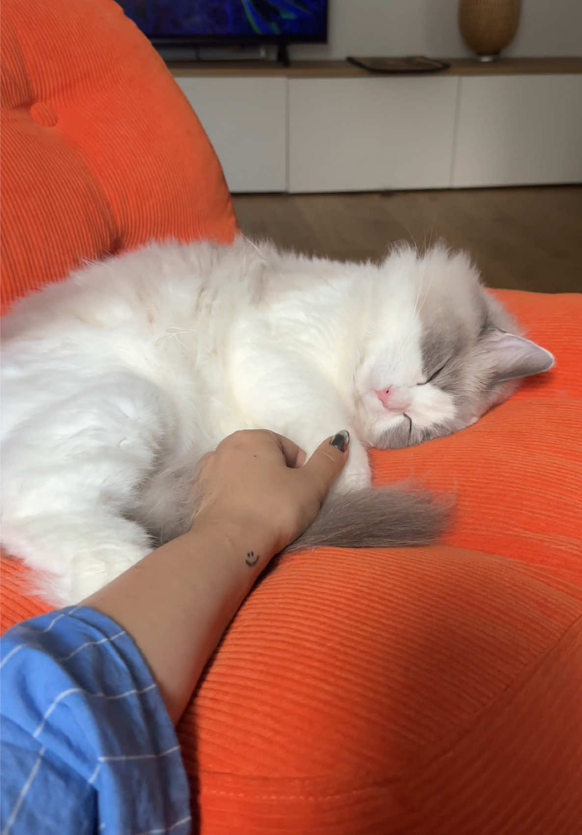 @Sirius Ragdoll