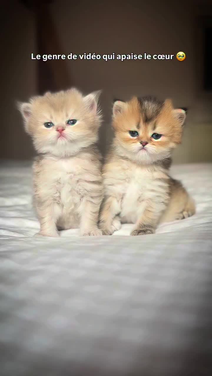 @Royal Mainecoon🇫🇷