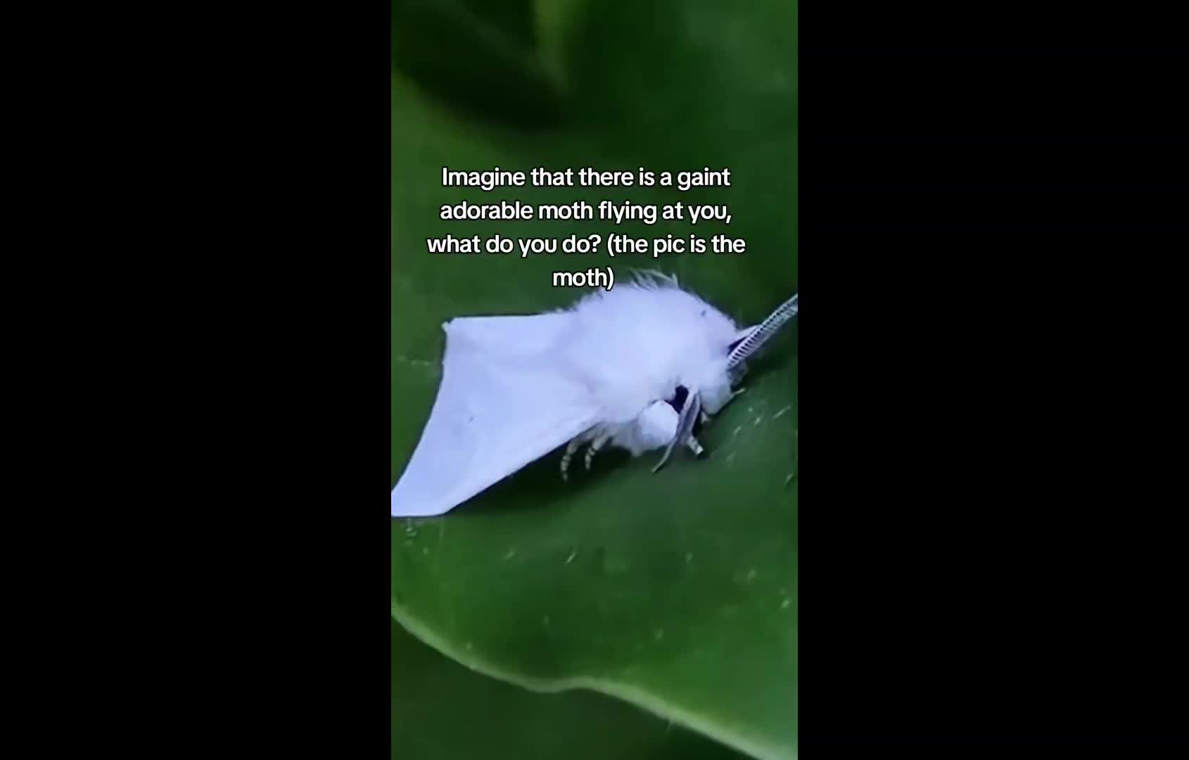 @Sprout