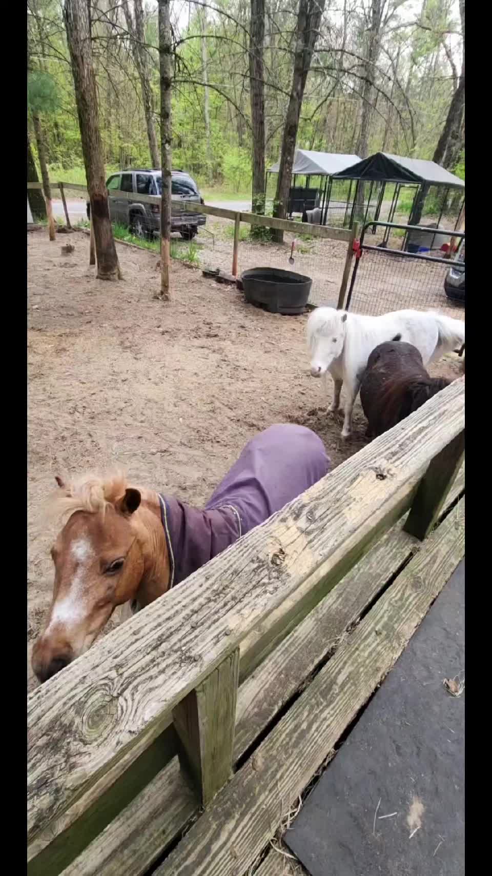 @minihorsemomandtrainer🐴🐴🐴🐴