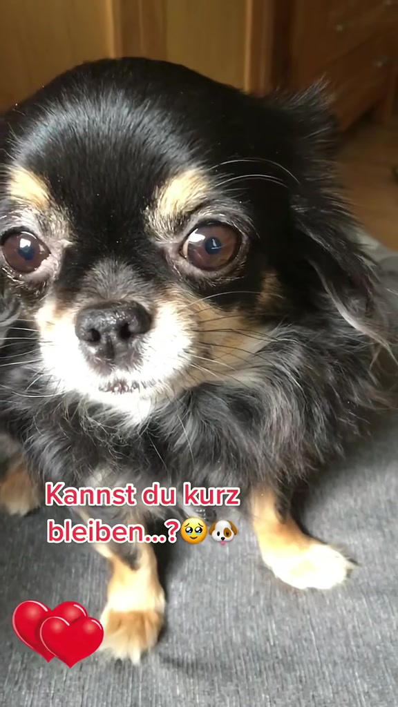 @Flower 🐾❤️