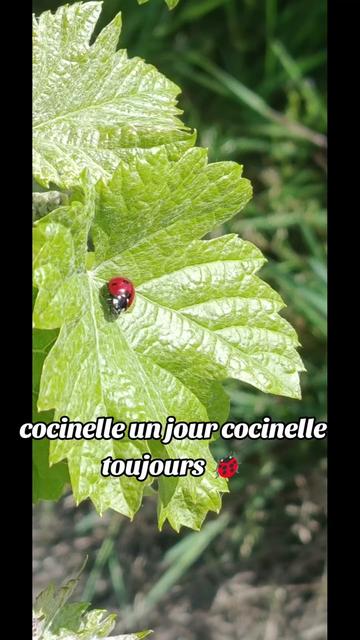 @🐞edwige33🐞