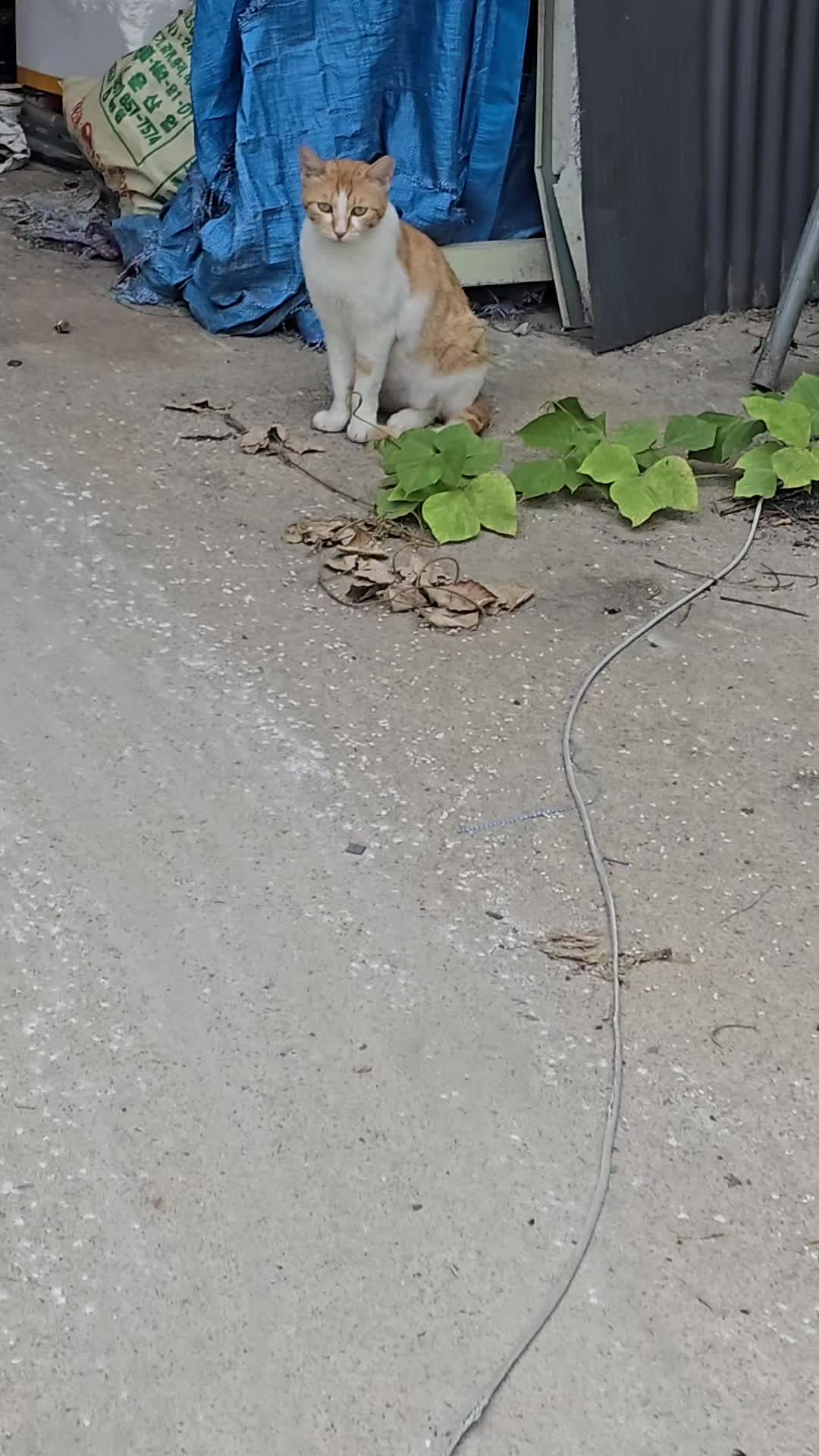 @고양이 형아