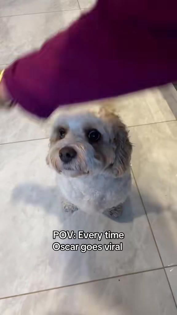 @My Cavachon