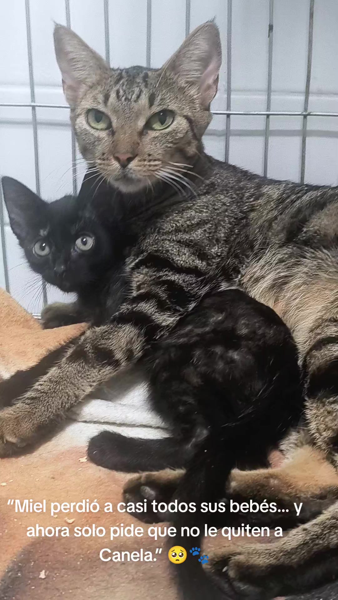 @fundación lazo animal