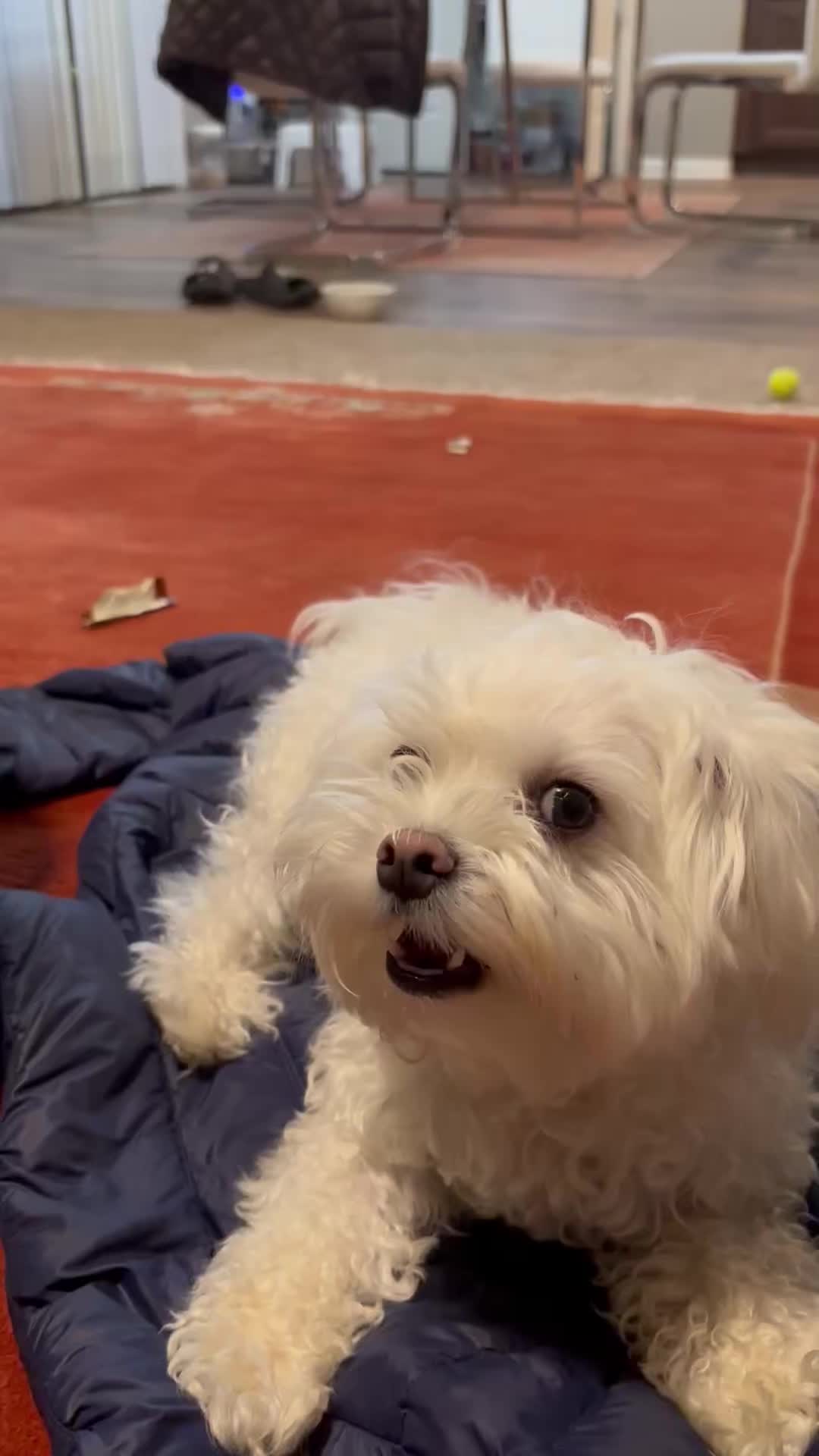 @Messi The Dog