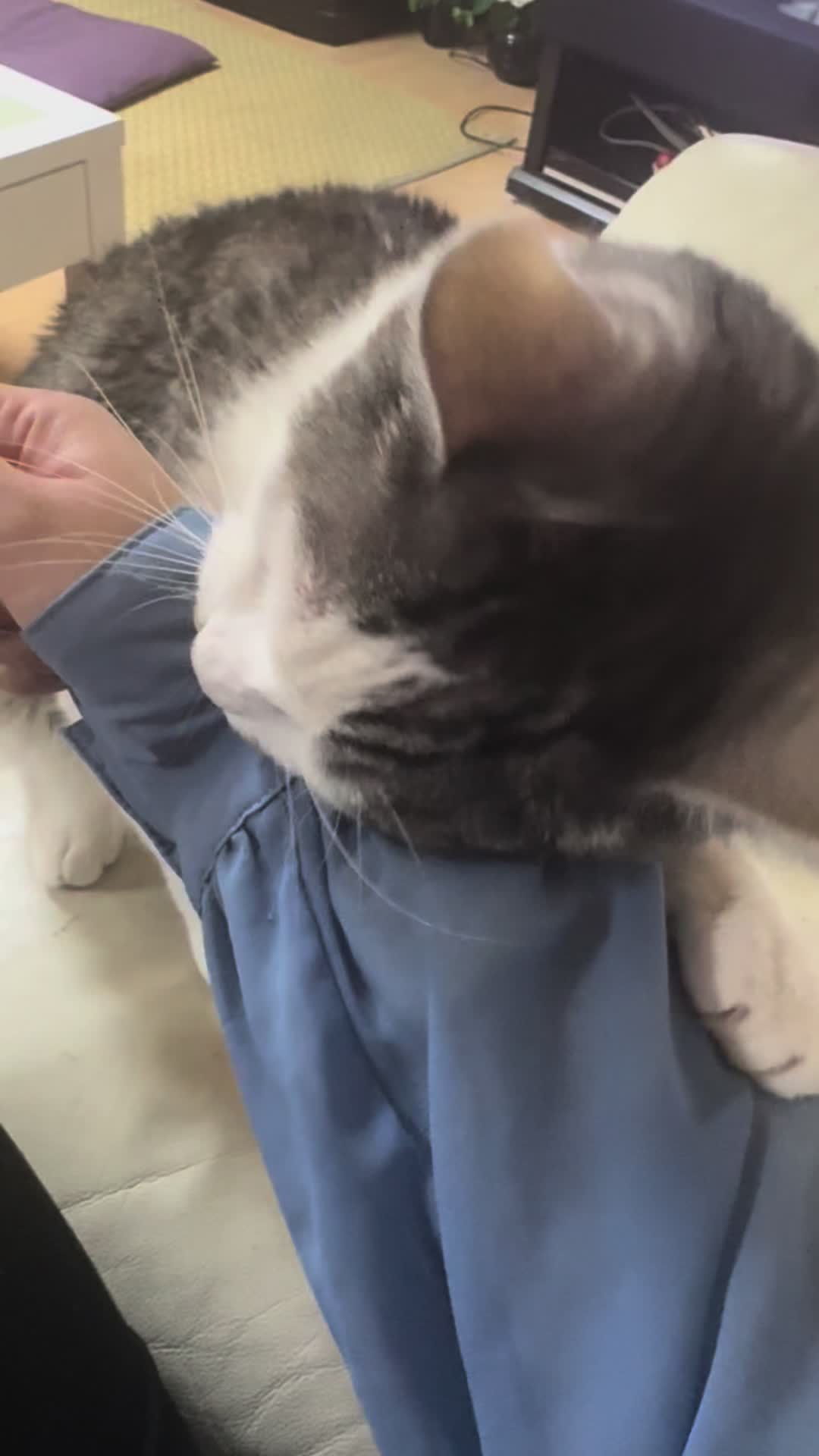 @こねのちう