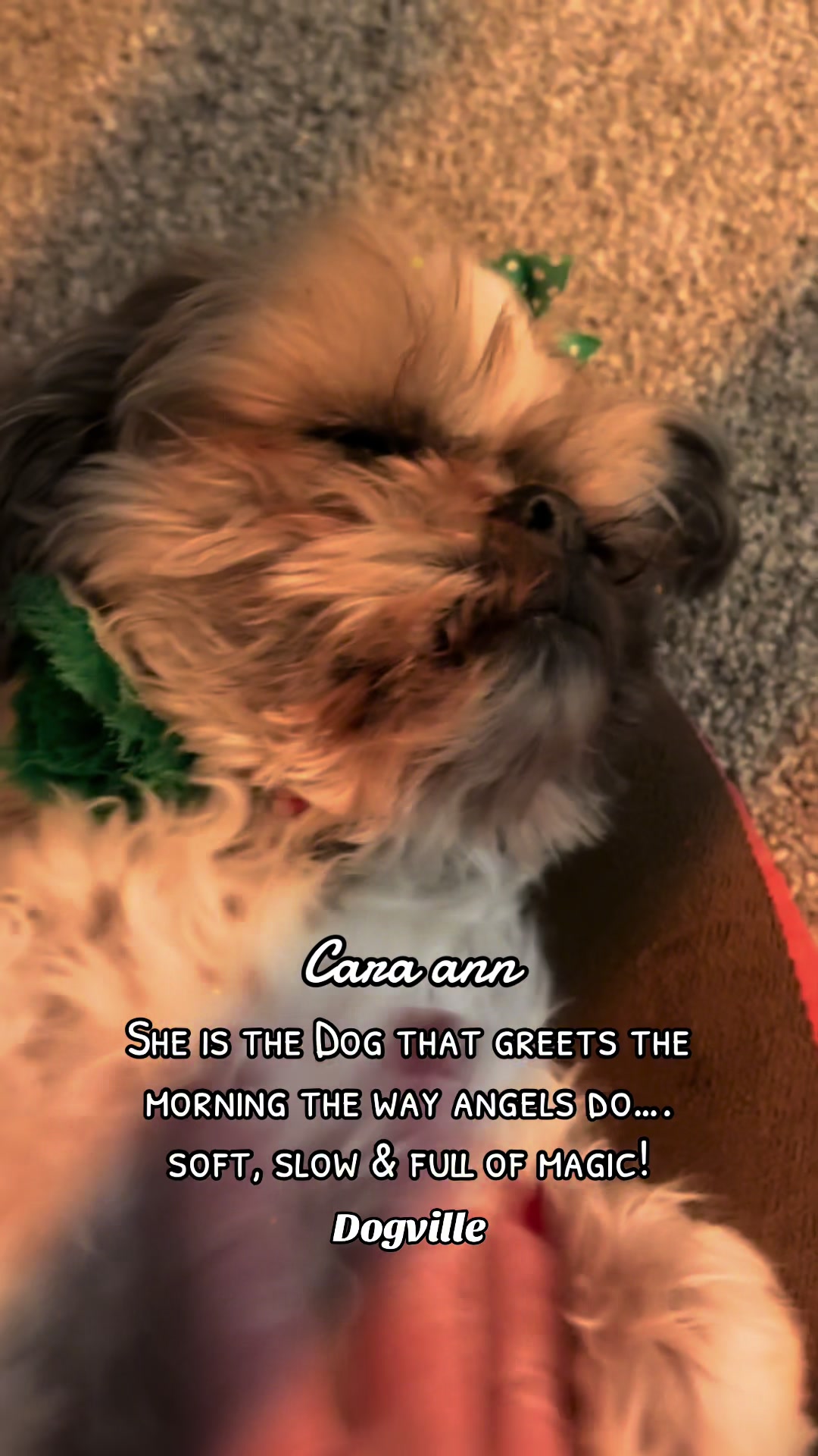 @Dogville | 8 Rescue Dogs 🐾