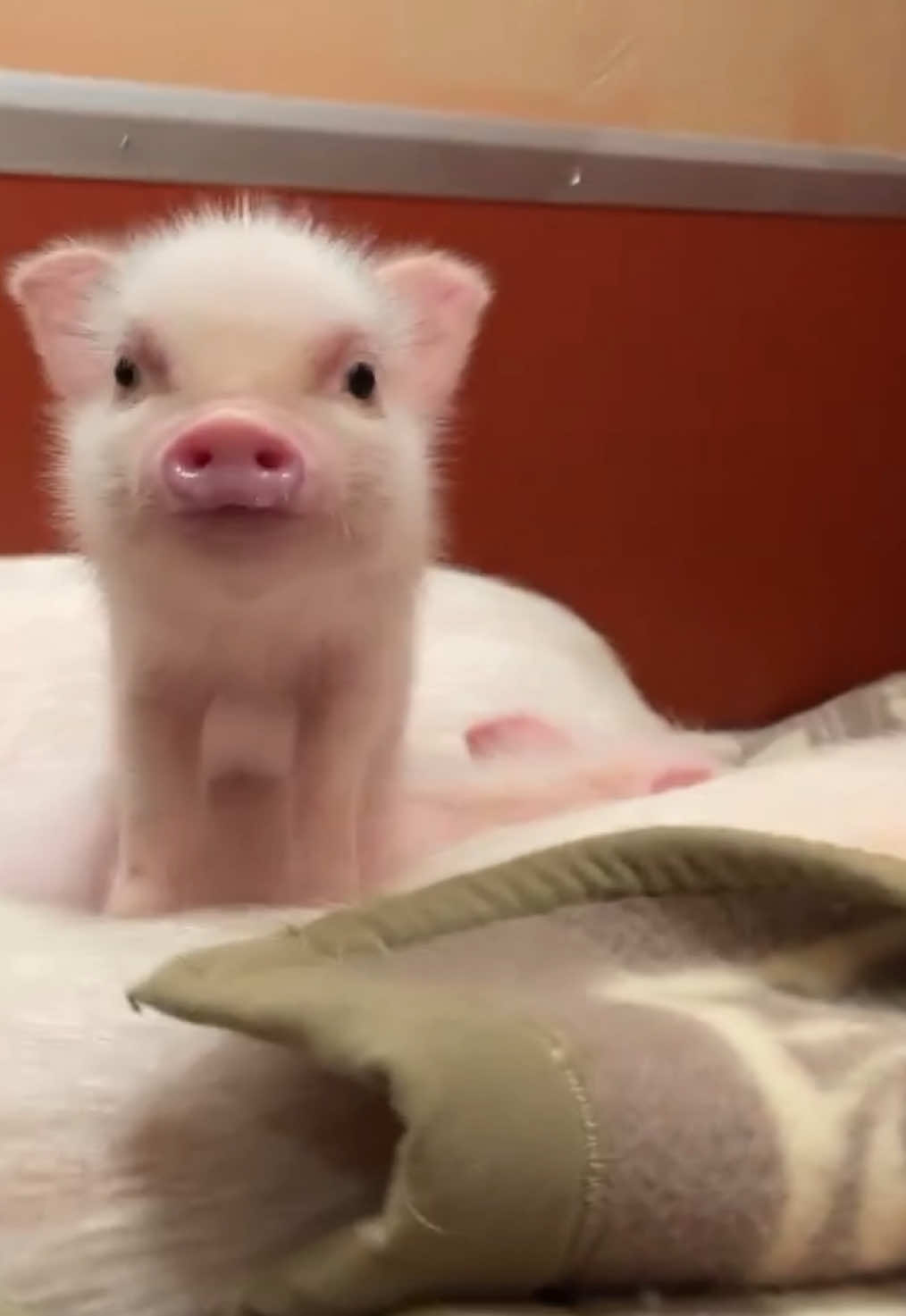@pignic