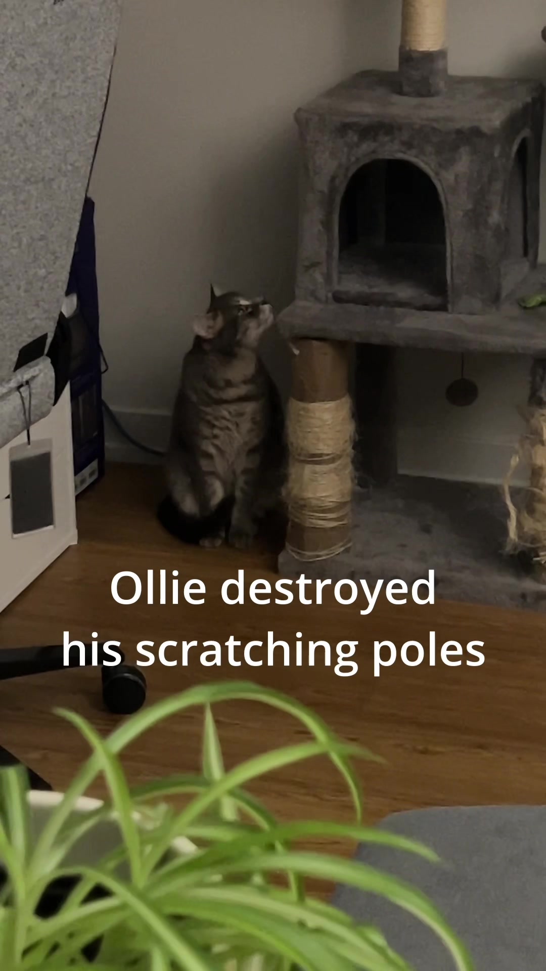 @Ollie 🐱