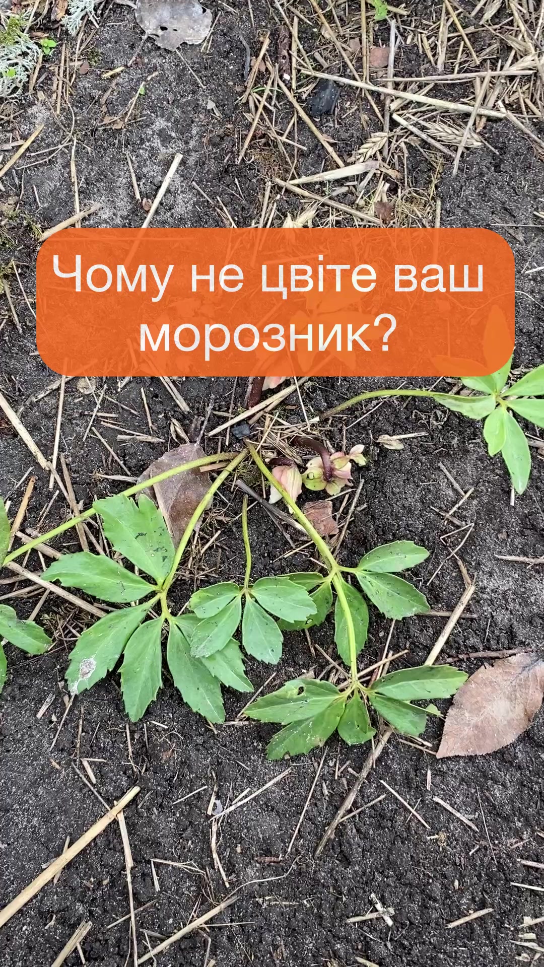 @@zelenasadyba