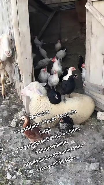 @BİR SERÇENİN GÖZYAŞ🕊️🕊️🕊️