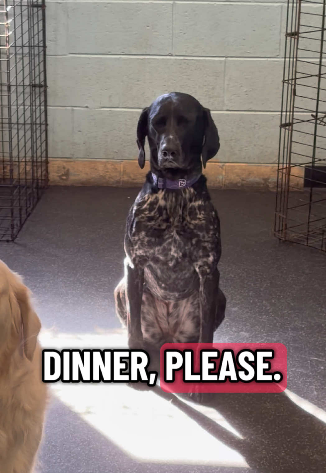 @Dogtopia South Ann Arbor