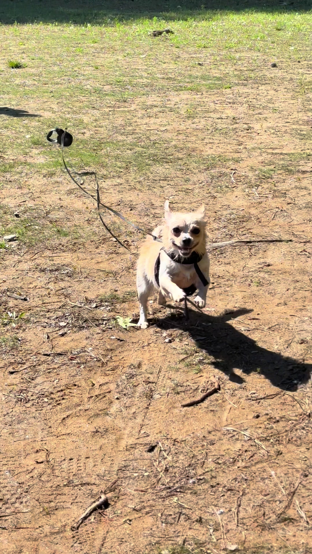 @🐕🐾MayaTheChihuahua🐾🐕