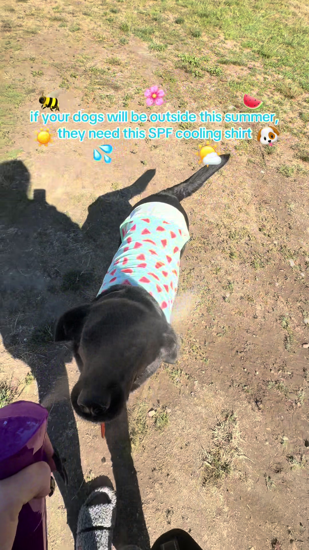 @kai•thedogmother🐾