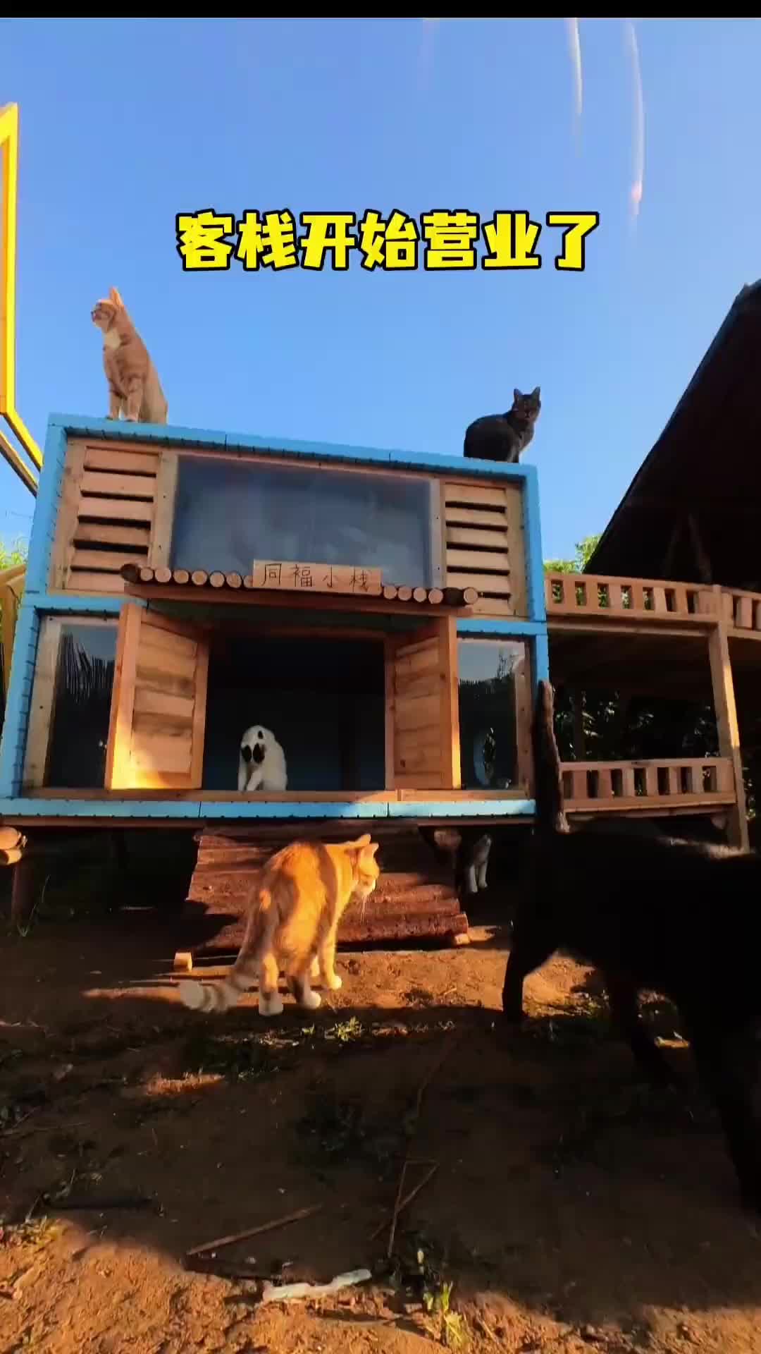 @小可爱猫猫们