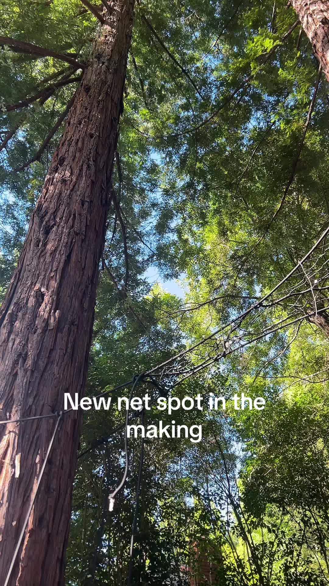 @marintreenets