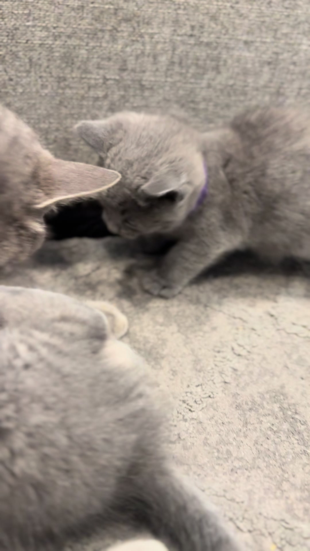 @LotsOfCat