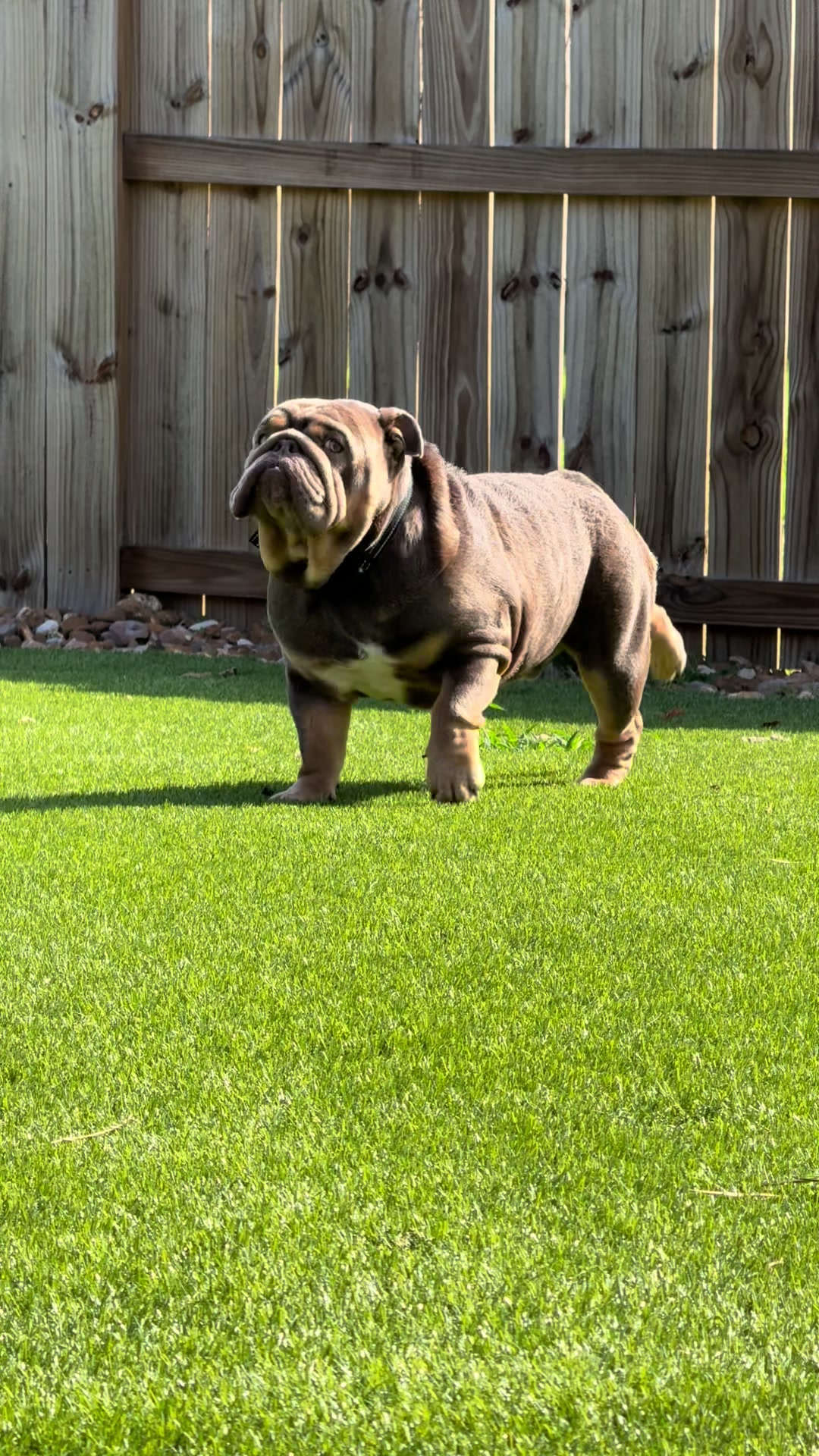 @RawlsTheBulldog