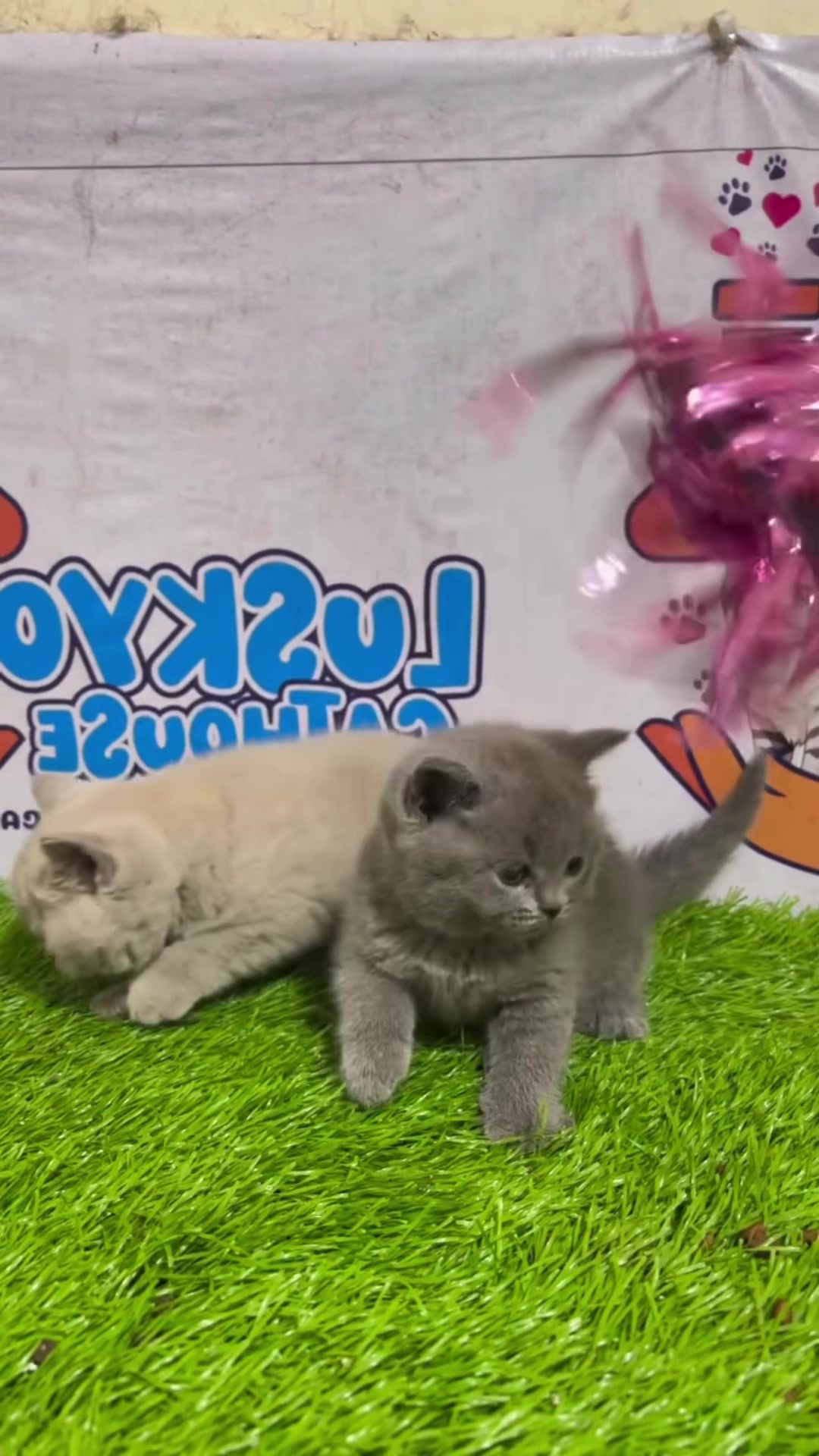 @Luskyocat