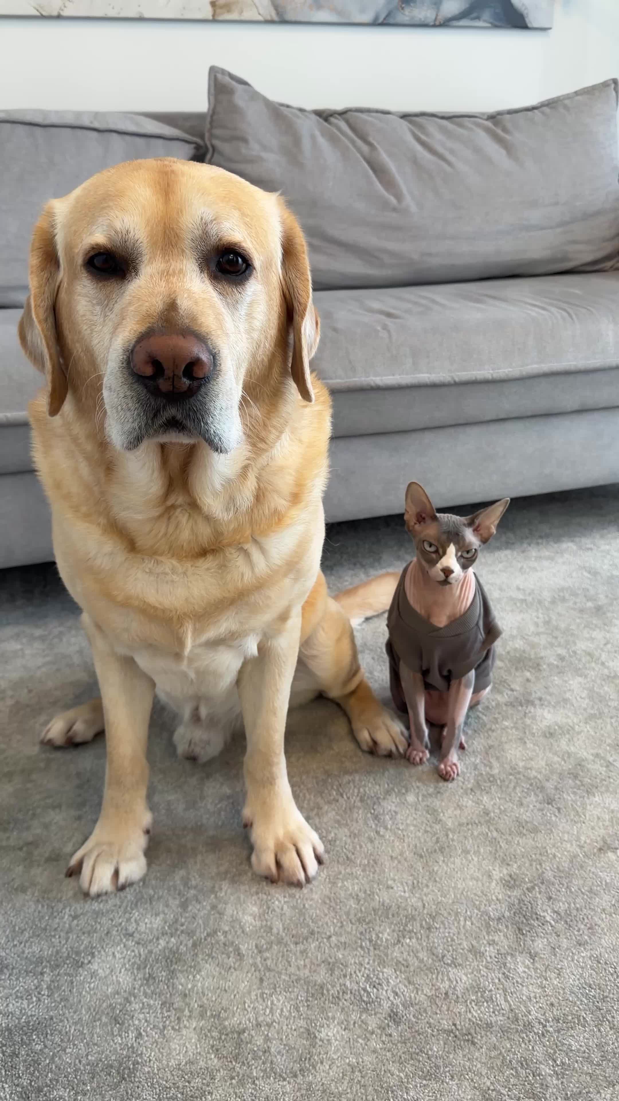@Deni🐾Mani