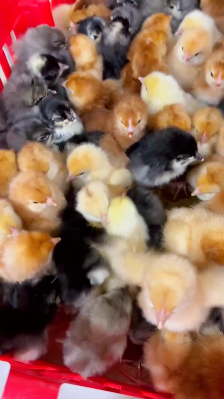 @NDIAYE-BREEDING 🐔