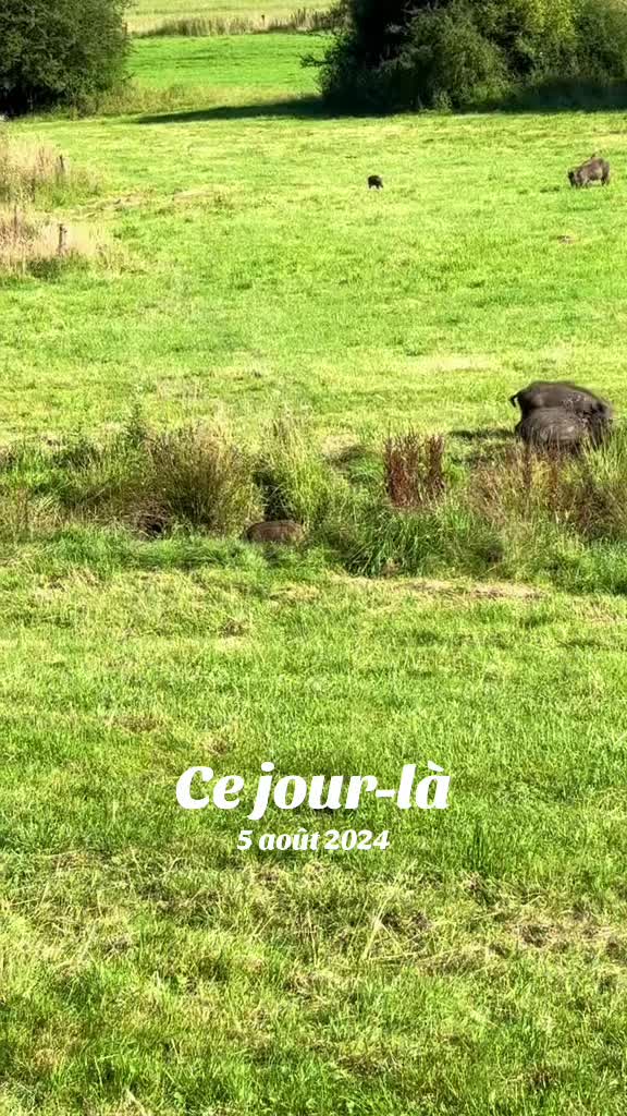 @micka 🐗