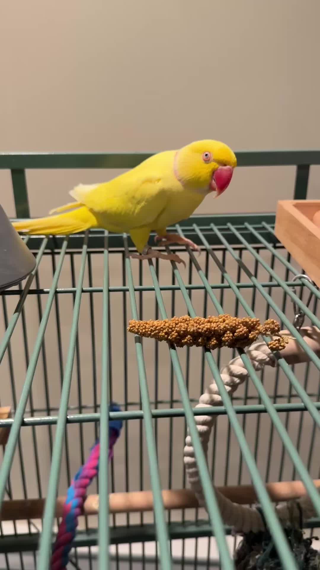 @Tweety the Ringneck