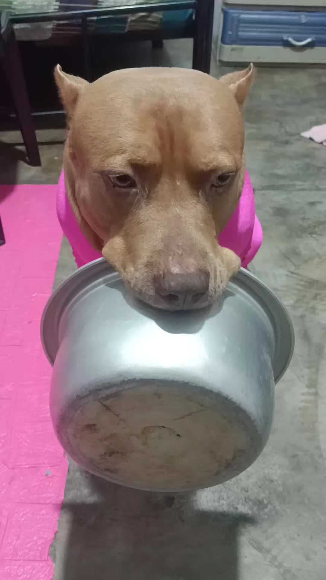 @ISKO THE PITBULL