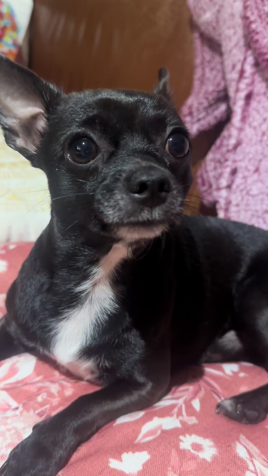 @Chihuahua family of love ๐