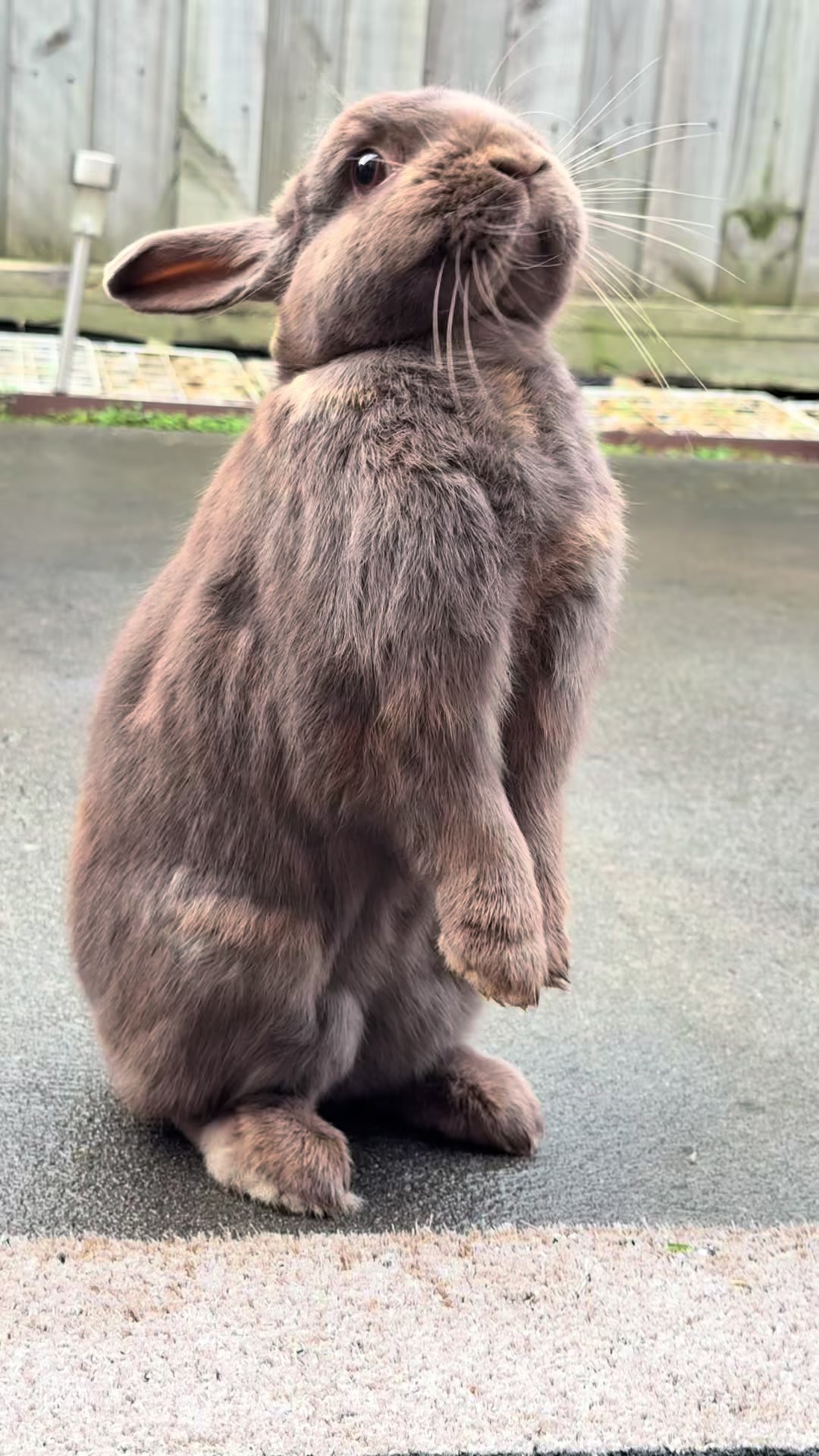 @Chocolate and Cheeto 🐶🐰