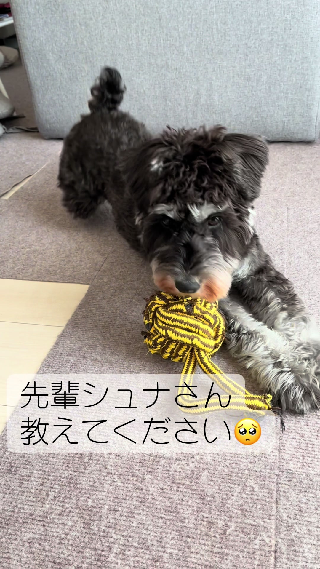 @ミニシュナらび
