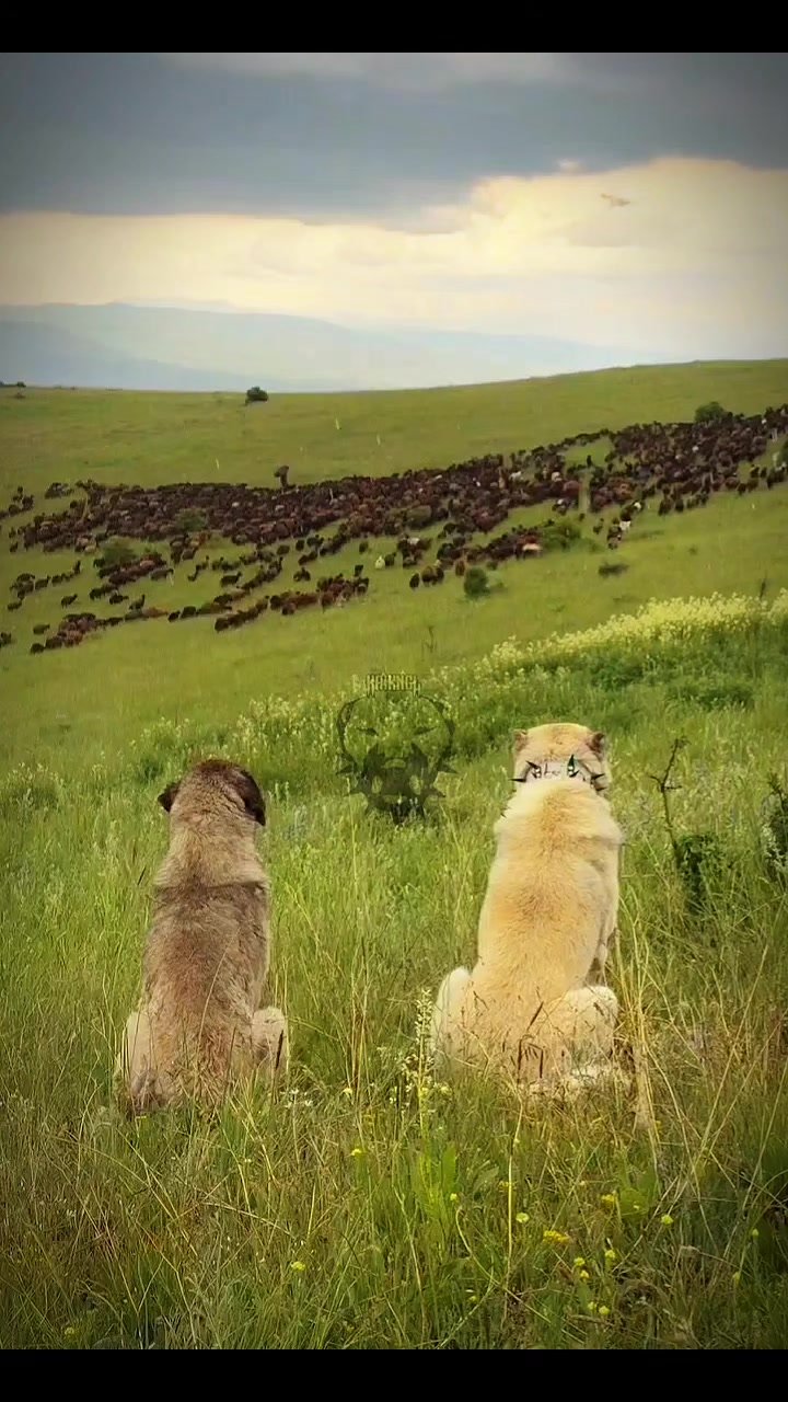 @𝙆𝘼𝙄𝙆𝘼𝙉𝙂𝘼𝙇