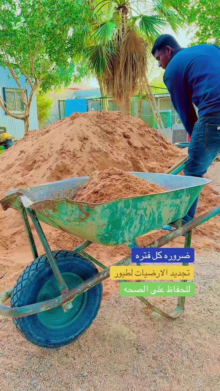 @نوادر الدجاج الزينه