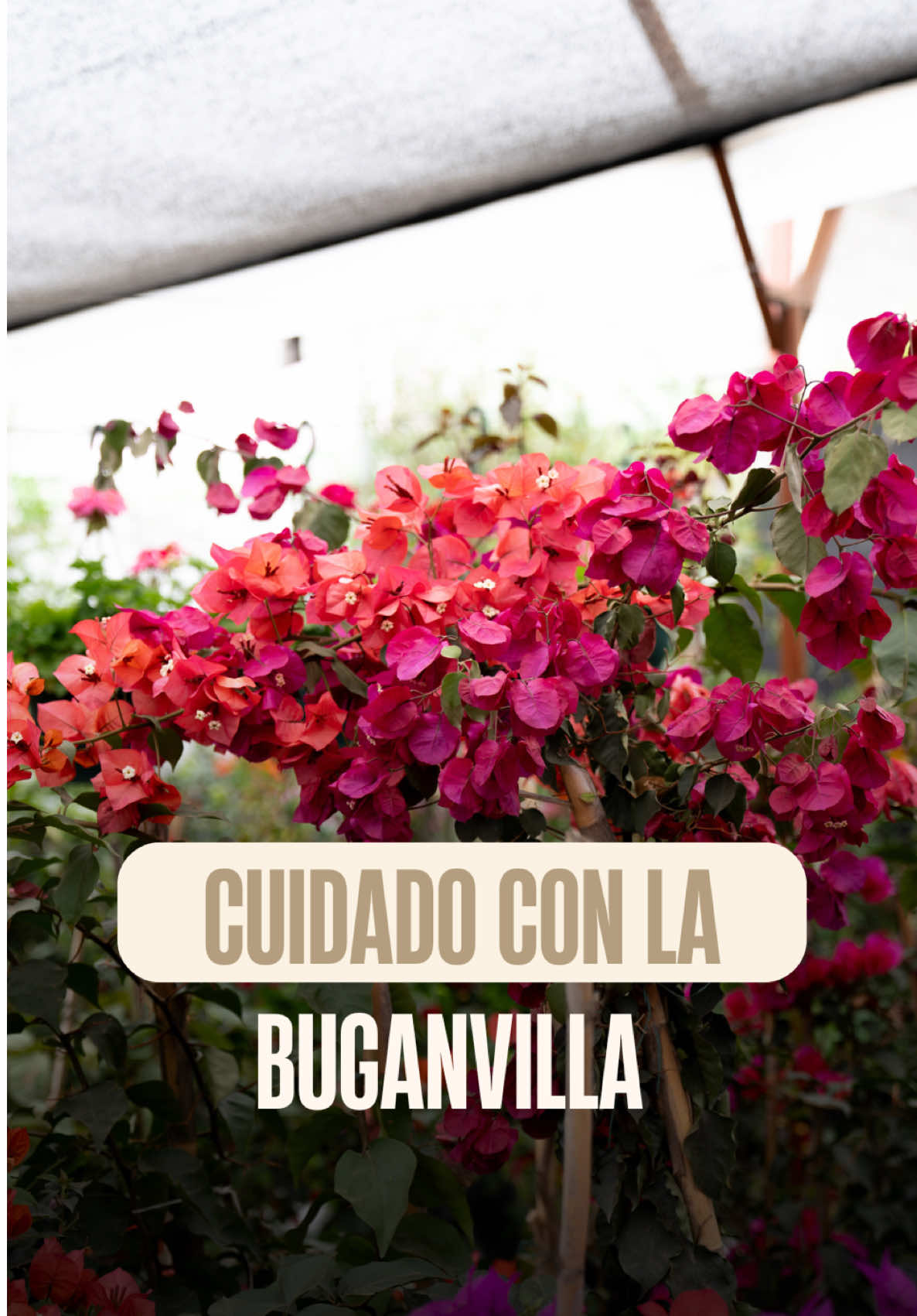 @Macetare Garden Shop Ecuador