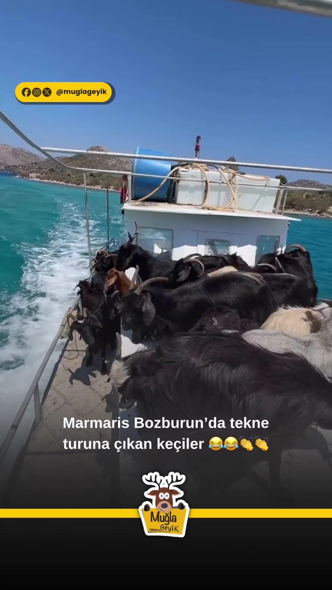 @Muğla Geyik