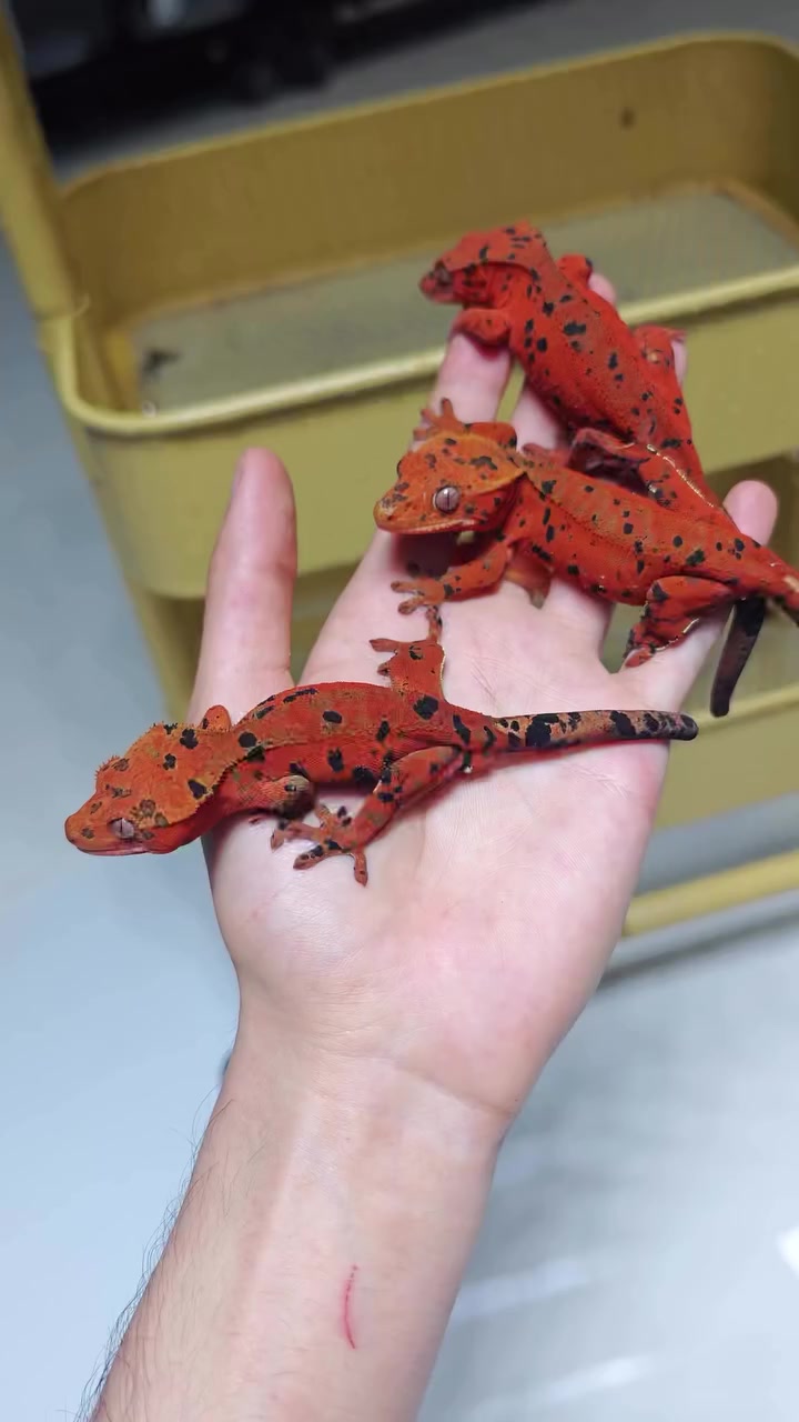 @Morph Reptiles
