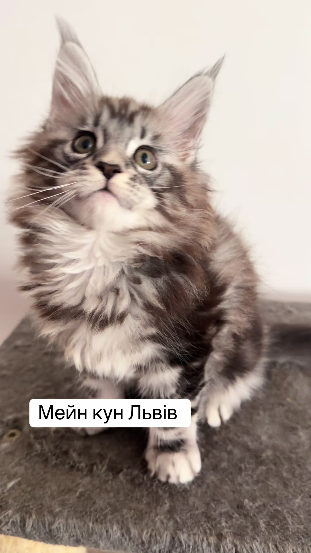 @PARAKENTOS*UA Maine coon