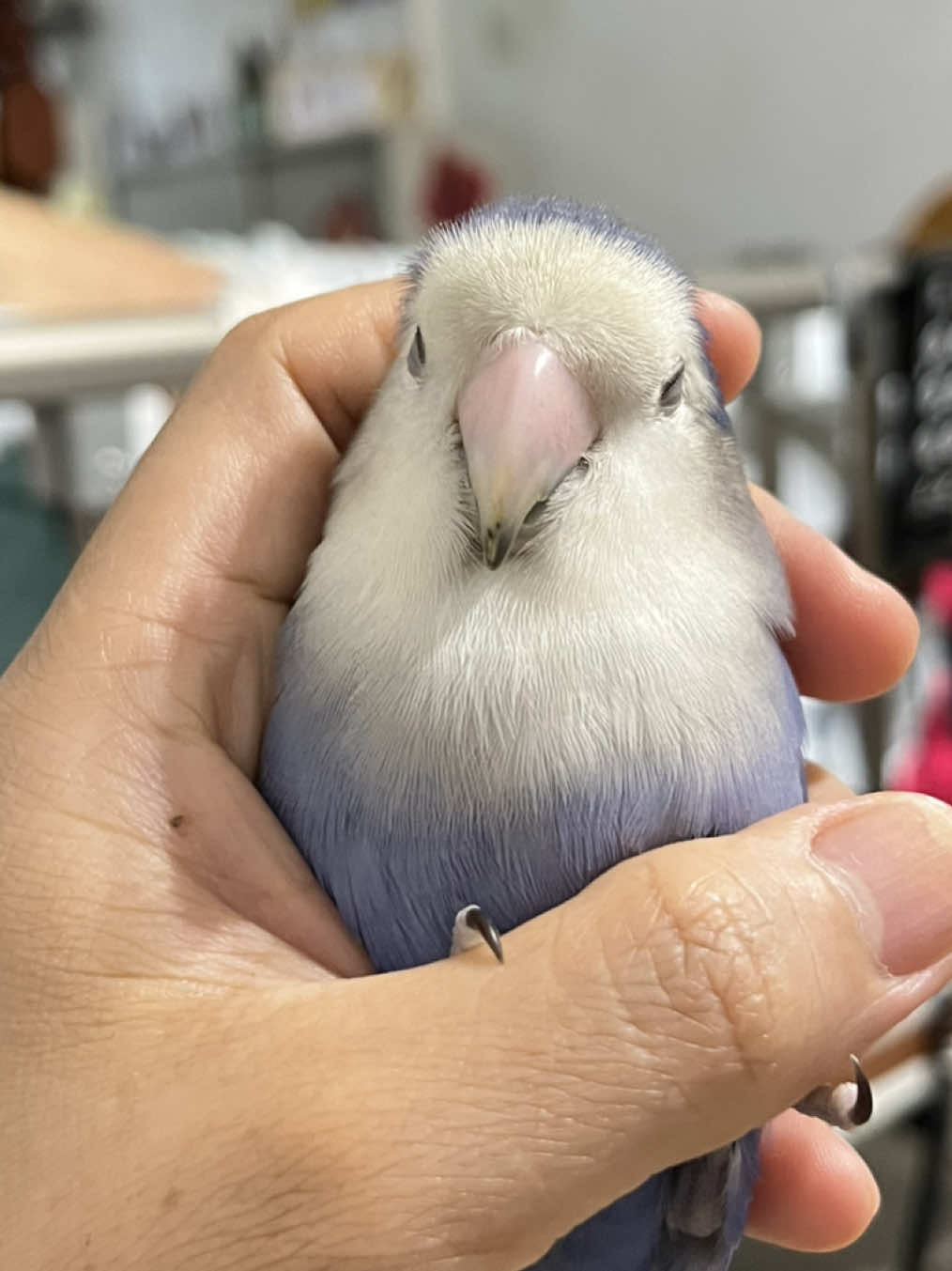 @crisaandbirds