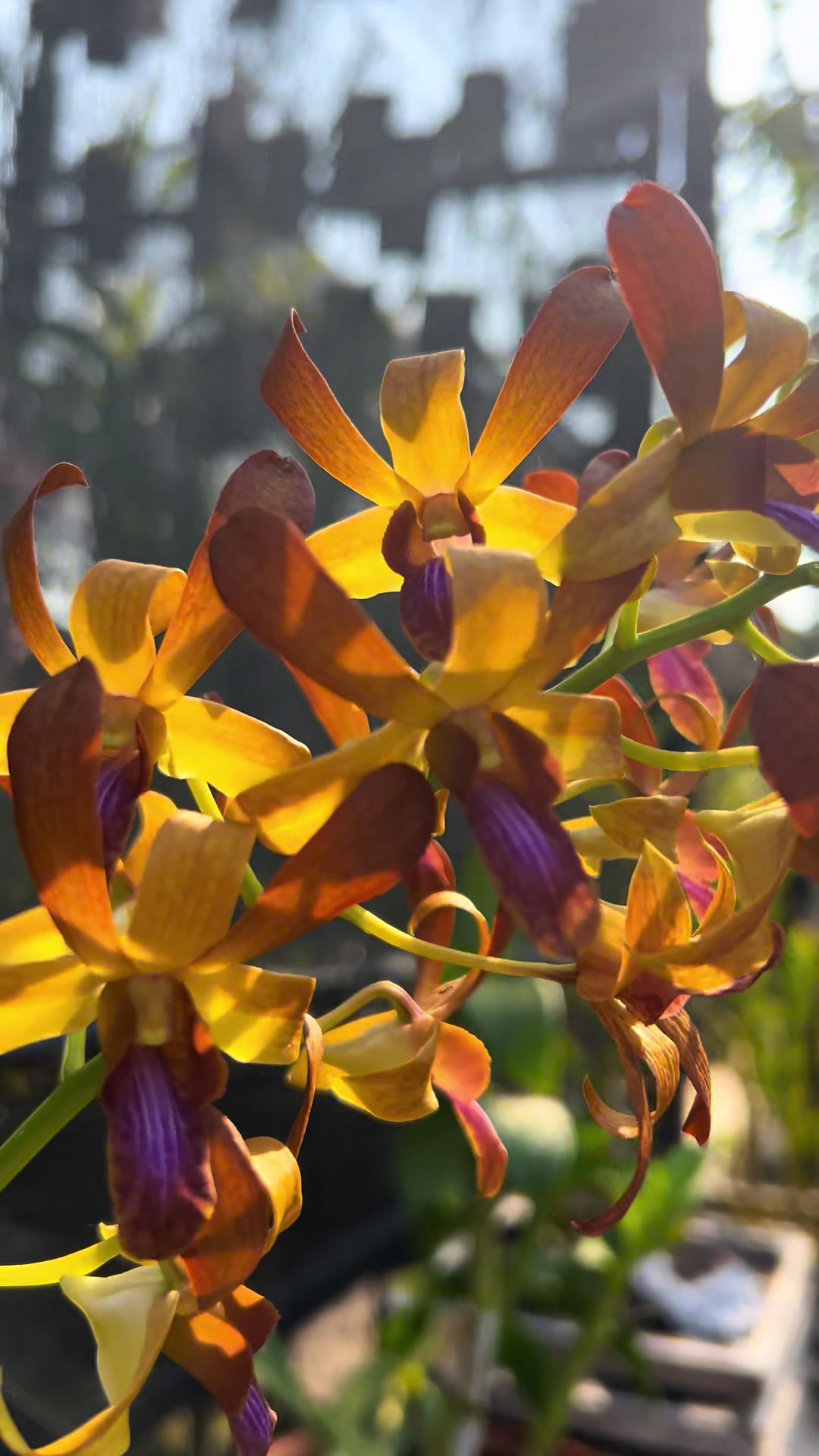 @Anggina Orchid