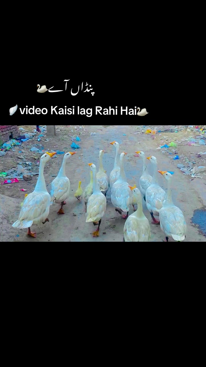 @🥬🎗️پنڈاں آے 🌺