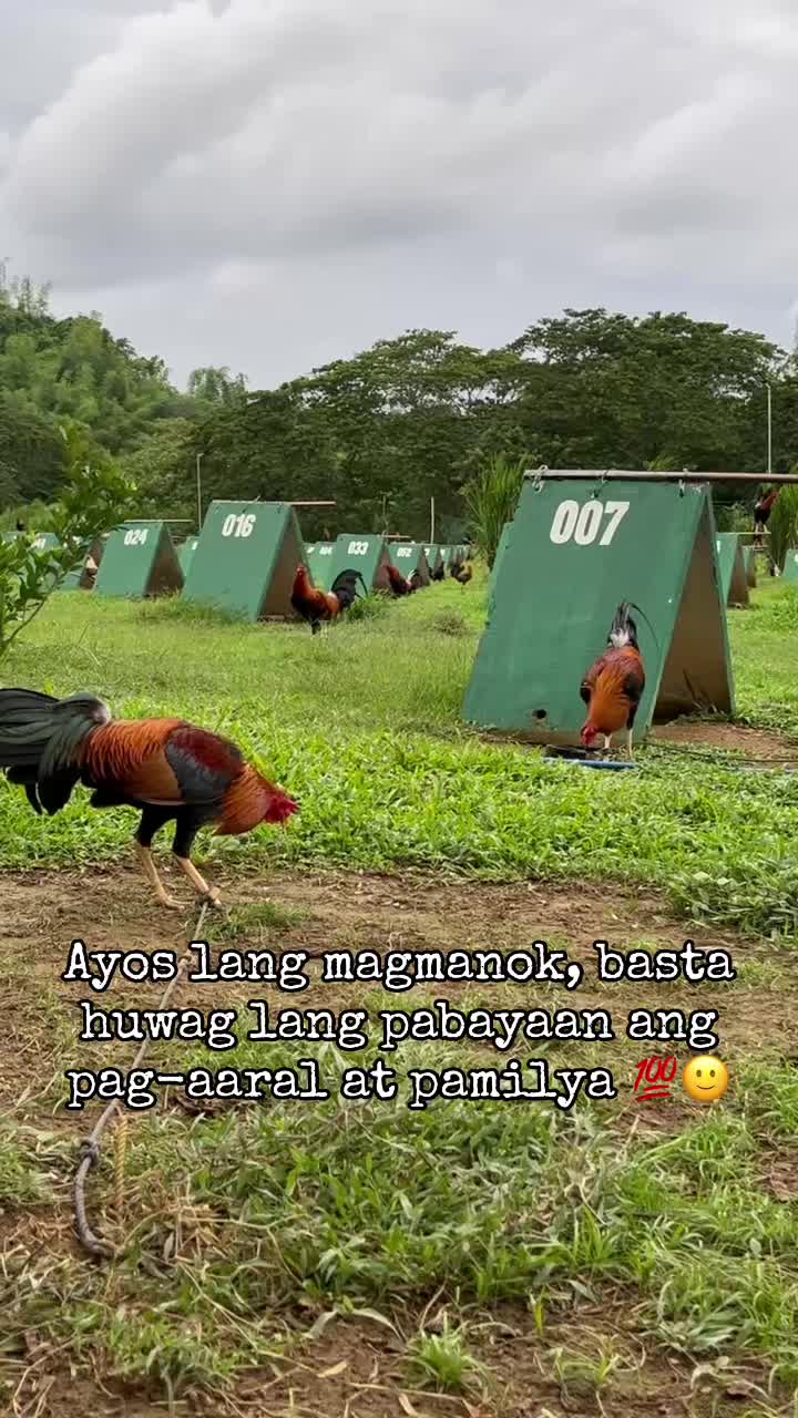 @Niño Colours Gamefarm