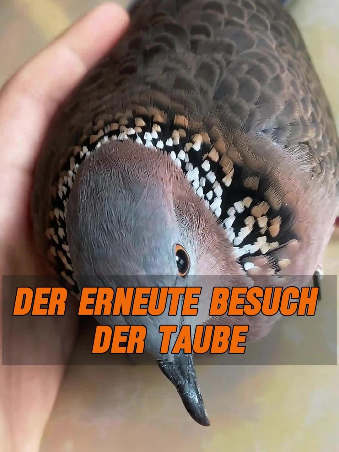 @Geo Tierwelt